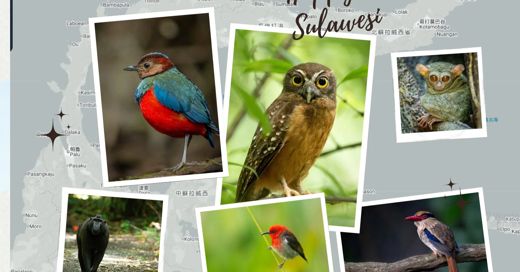 2026 印尼｜蘇拉威西全島縱走觀鳥探索之旅 (客製包團行程)