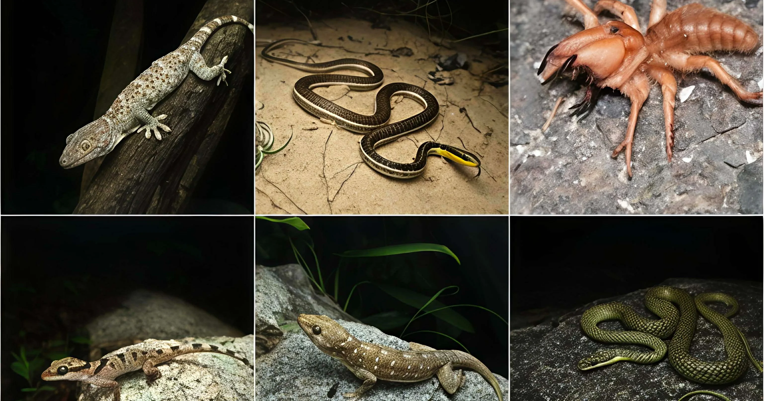 越南南部6日|兩棲爬蟲生態探險|夜間秘境追尋之旅