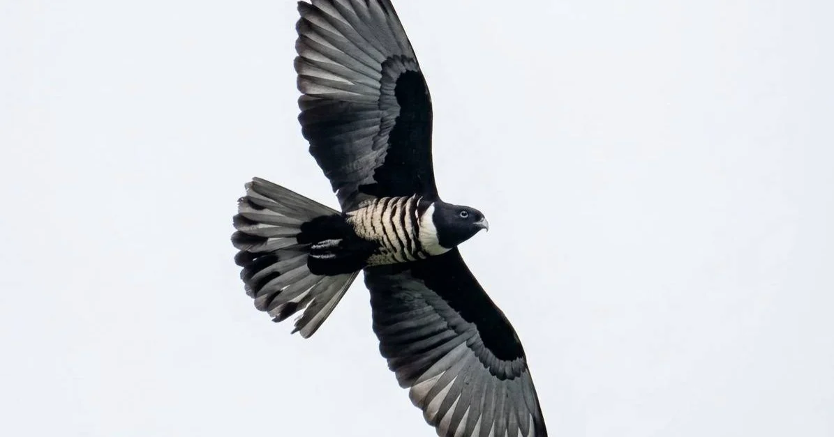 2026泰國猛禽黑冠鵑隼遷徙觀察之旅|鉛筆山生態攝影之旅 (客製包團行程)