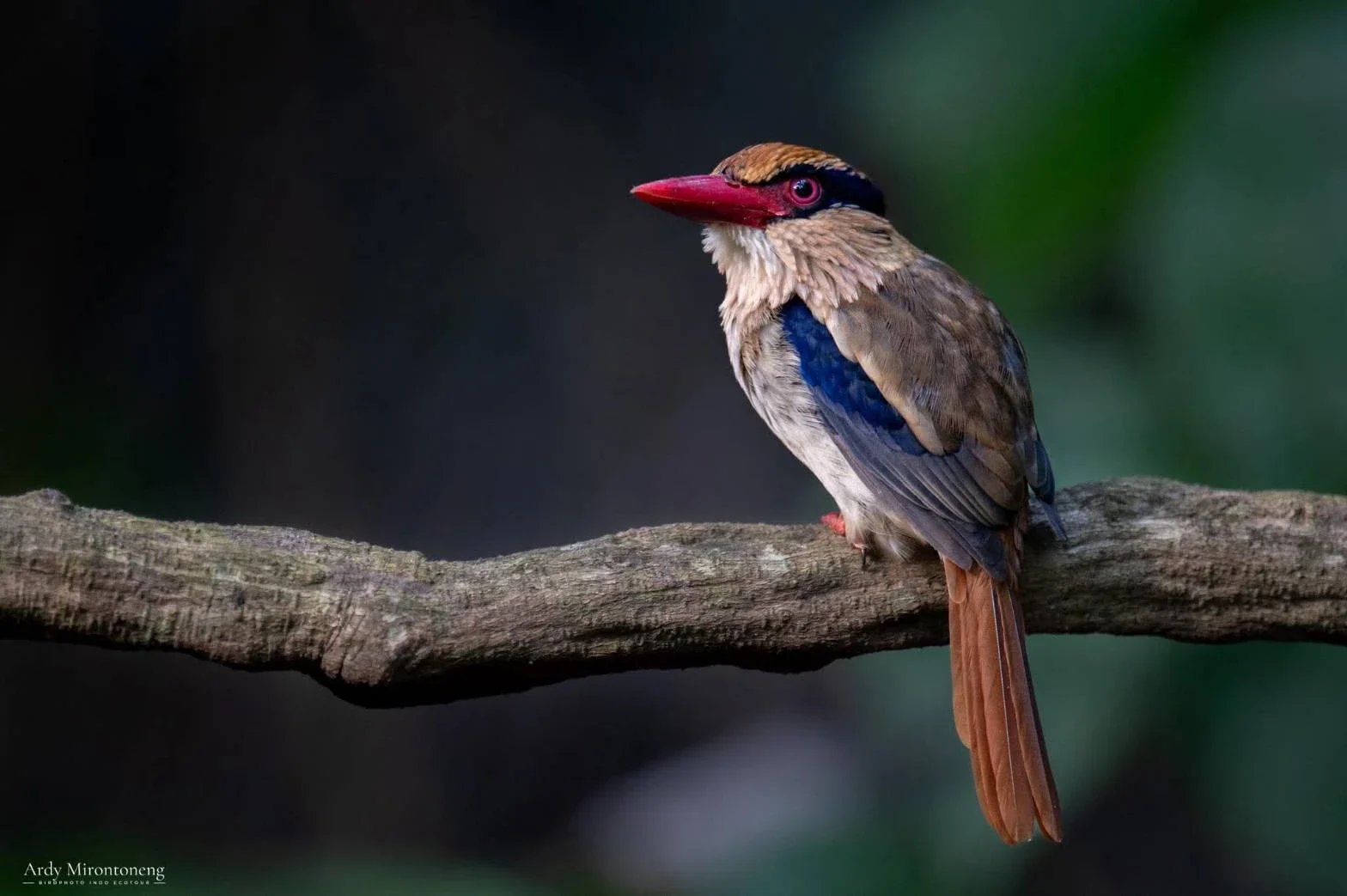 蘇拉威西藍耳翠鳥