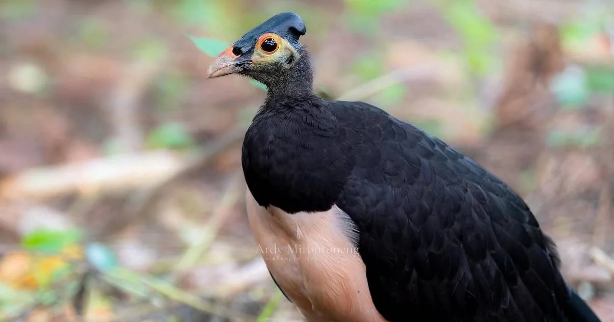 2026印尼北蘇拉威西觀鳥之旅|深度探索TangKoko生態寶庫